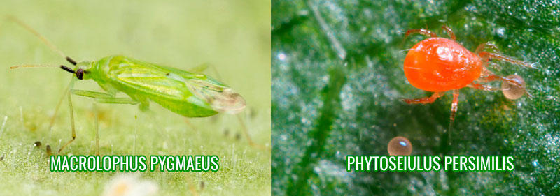 Phytoseiulus persimilis y el Macrolophus pygmaeus